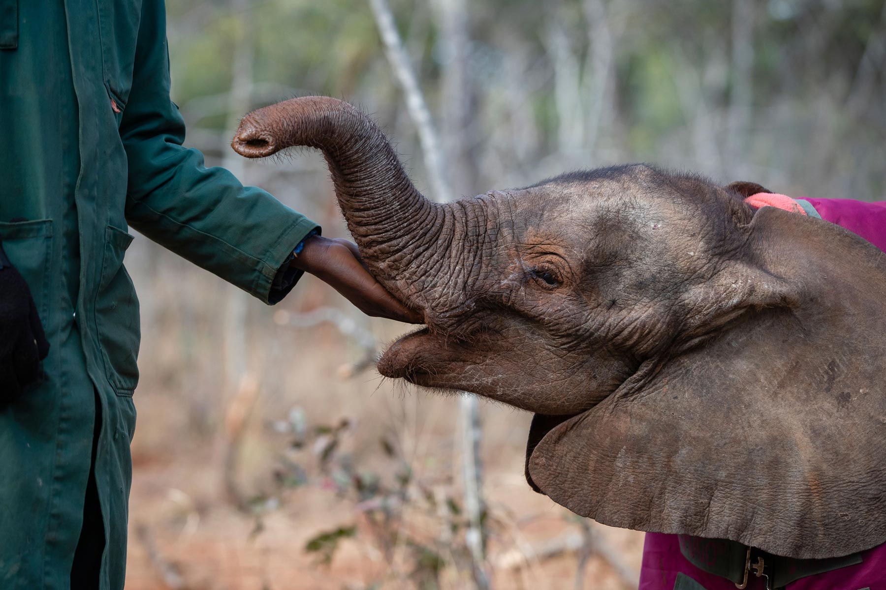 Baby elephant eating from elephant keepers hand at Game Rangers International in Zambia