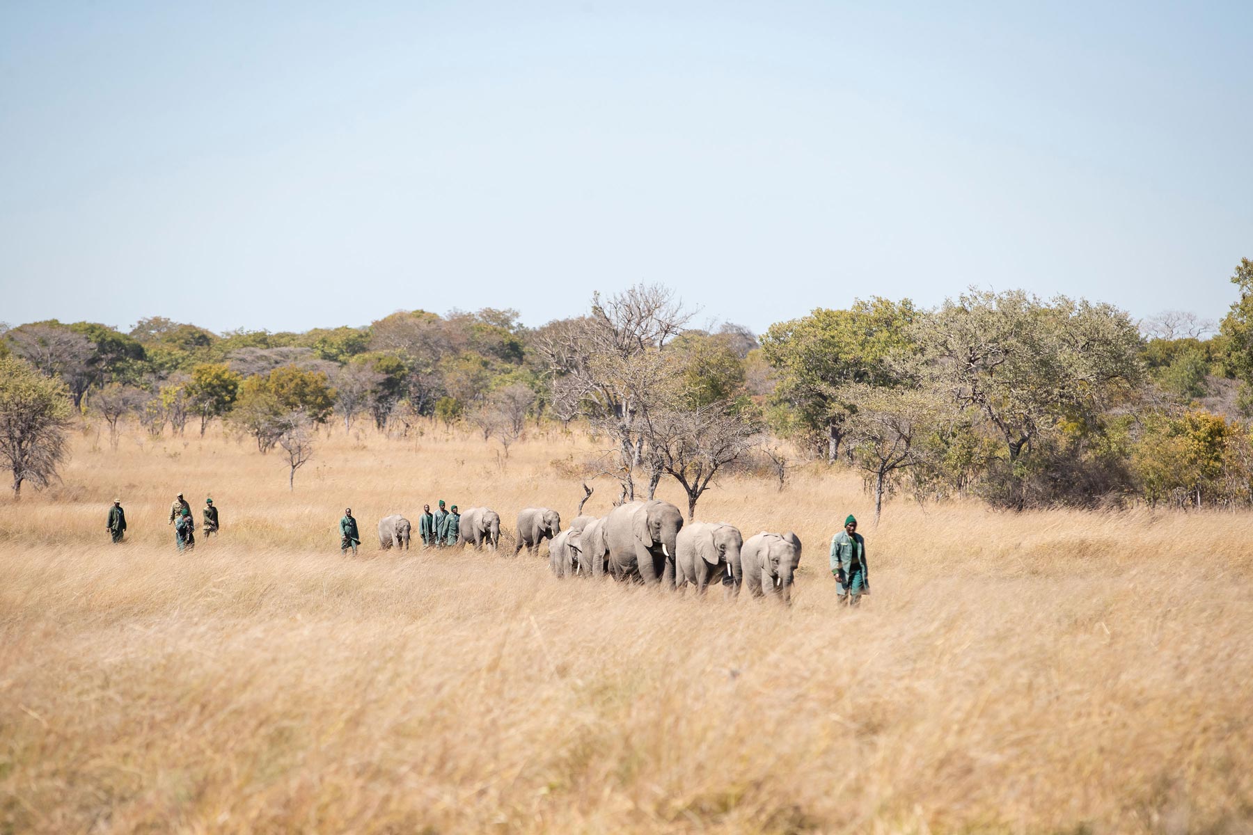 Game Rangers International keepers and rangers walking with elephants in Zambia.